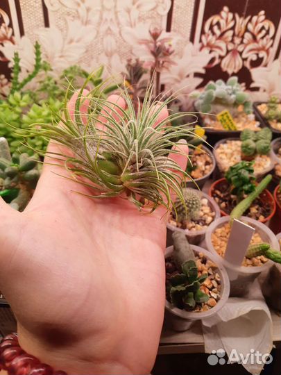 Тилландсия атмосферная