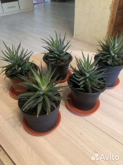 Хавортия жемчужная