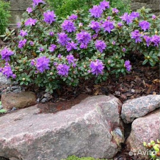 Рододендрон Azurika