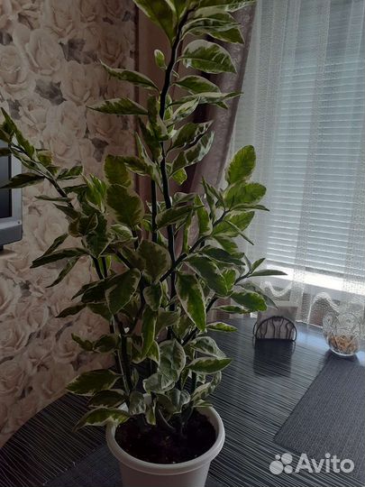 Фикус Али.Педилантус.Фикус Бенджамина