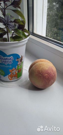 Саженец персика