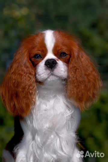 Кавалер кинг чарльз спаниель вязка