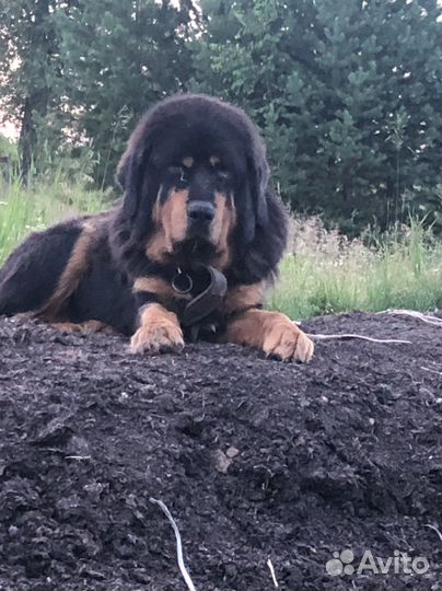 Тибетский мастиф щенки
