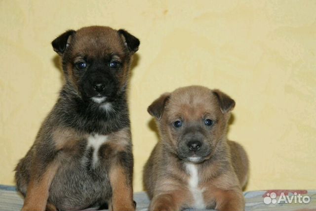 том черный кошка. авито волжский животные. авито волжский животные. авито волжский животные. котокафе мягкие лапки челябинск.