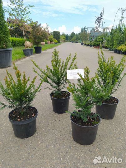 Тис ягодный