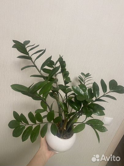 Замиокулькас