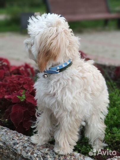 Щенок Мальтипу f1 очаровашка