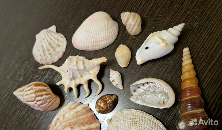 Ракушки морские