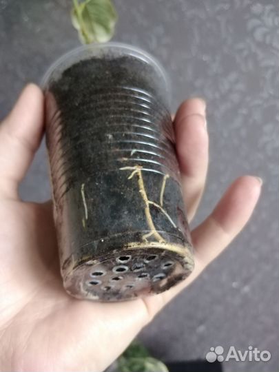 Лимон, апельсин вариегатные