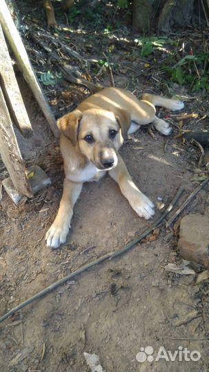 Щенки в дар