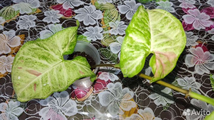 Излишки растений