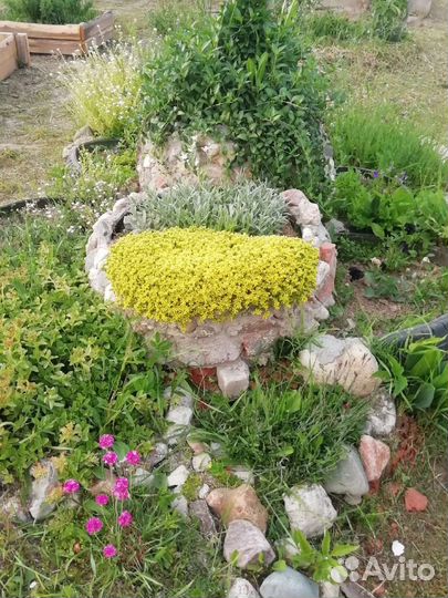 Садовые цветы