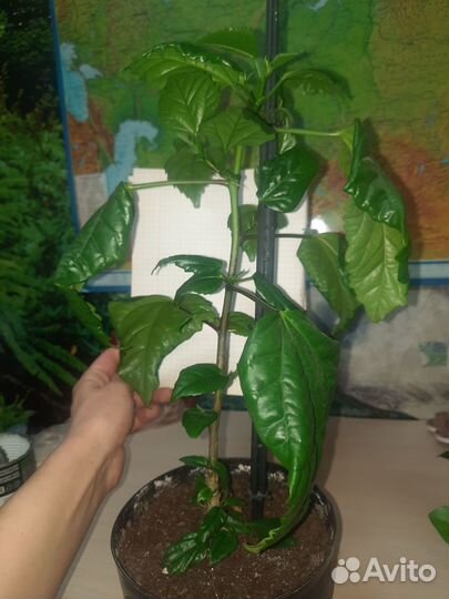 Комнатные цветы