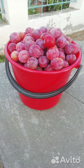 Облепиха, слива