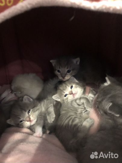 Котята