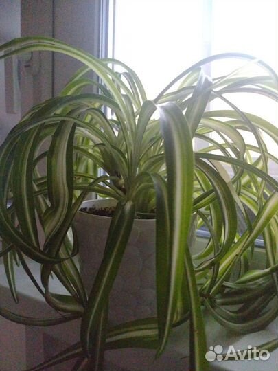 Хлорофитум