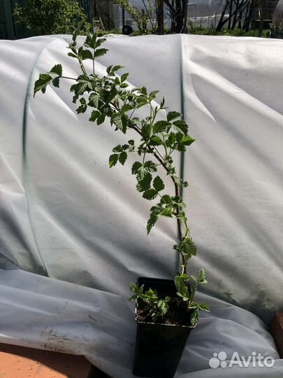 Саженцы ремонтантной малины