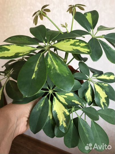 Шеффлера вариегатная