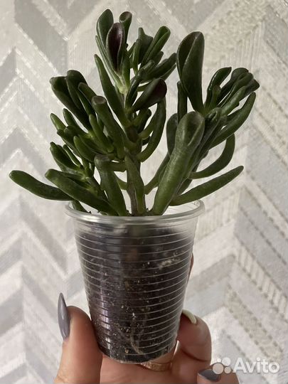 Комнатные растения