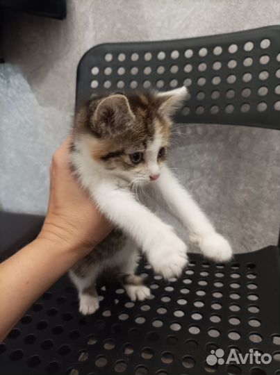 Кошка в дар