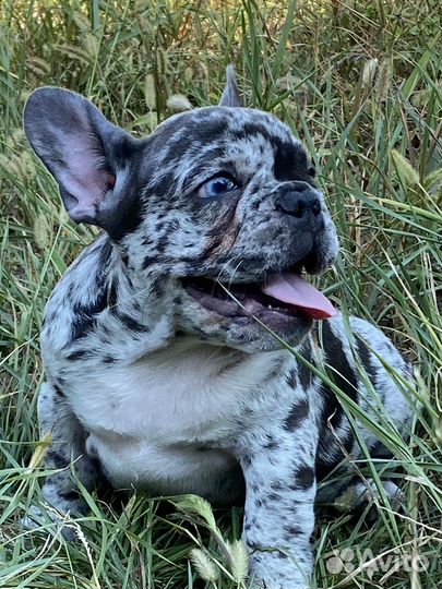 Цветные щенки Французского бульдога