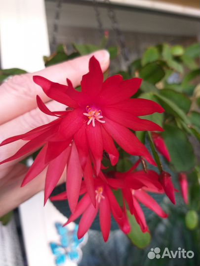 Рипсалидопсис