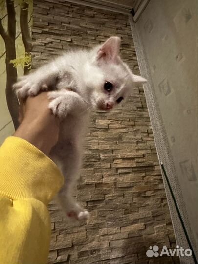 Котята