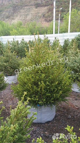 Ель Сибирская 180-220 см. Премиум класс