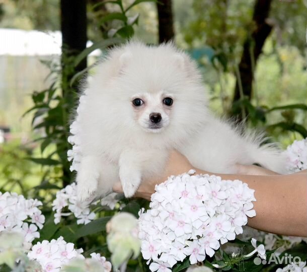 Прада. Девочка шпица с доставкой и видео