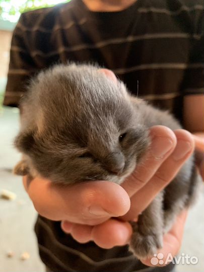 Вислоухие котята