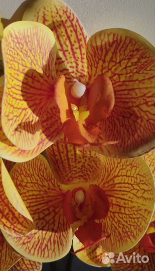Орхидея(латекс), кротон,толстянка