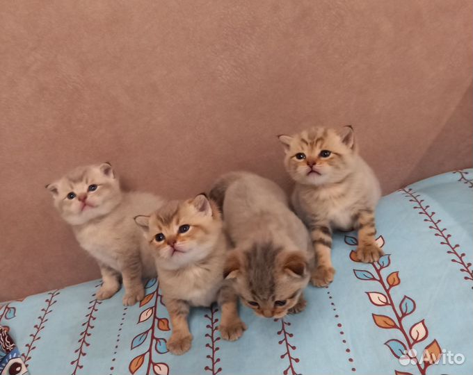 Шотландские котята