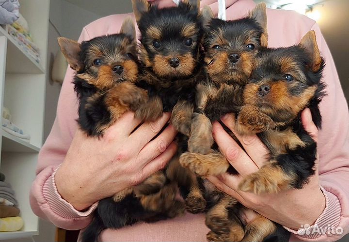 Щенки породы Йоркширского терьера