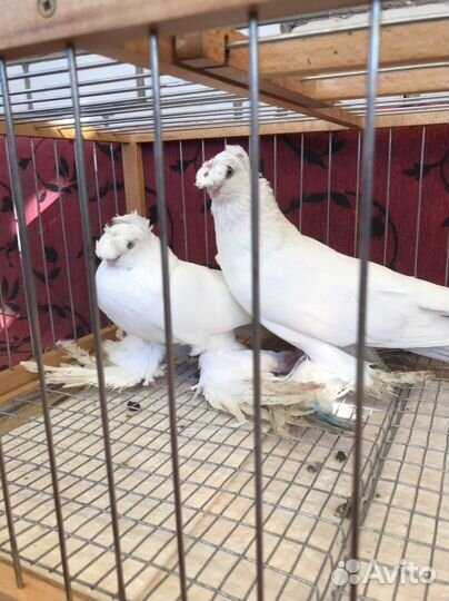 Голуби узбекские