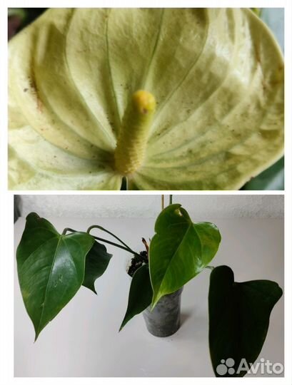 Антуриумы сортовые