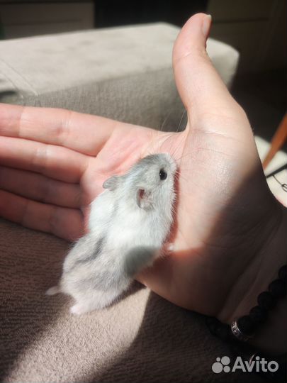 Джунгарский хомяк