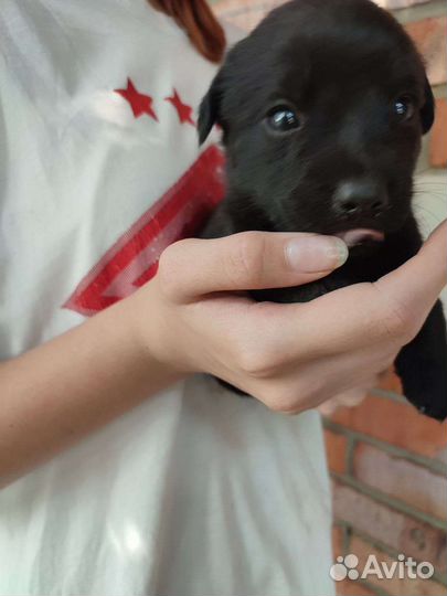 Щенки Лабрадора