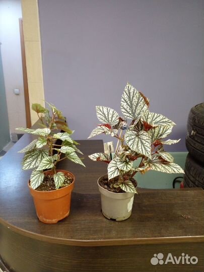 Бегония Королевская