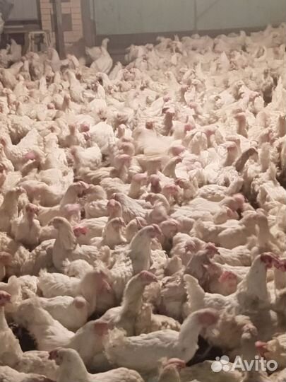 Куры несушки