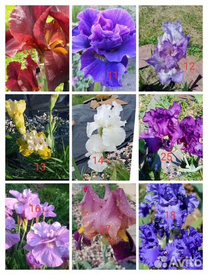 Пионы ирисы лилии Лилейники