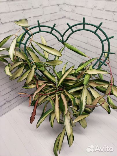 Хойи сортовые