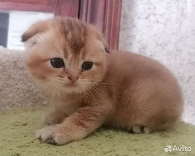 Шотландская