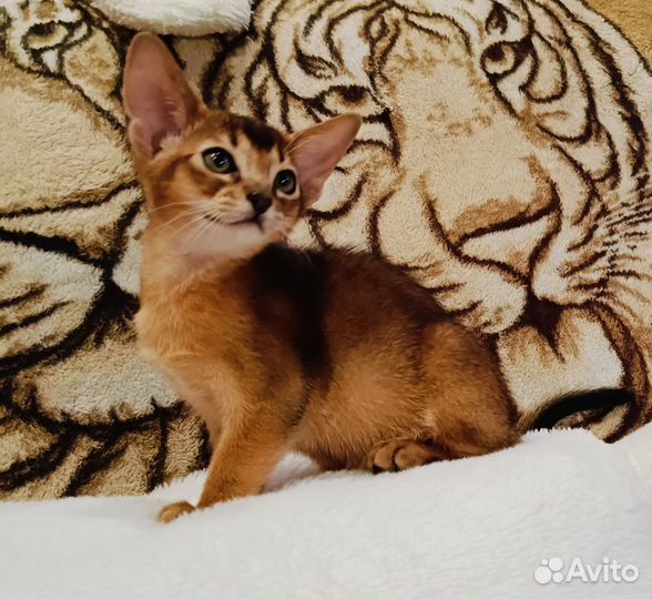 Абиссинский котенок