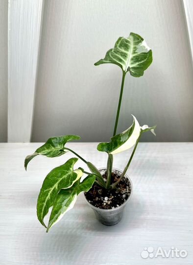 Сингониум Т-25