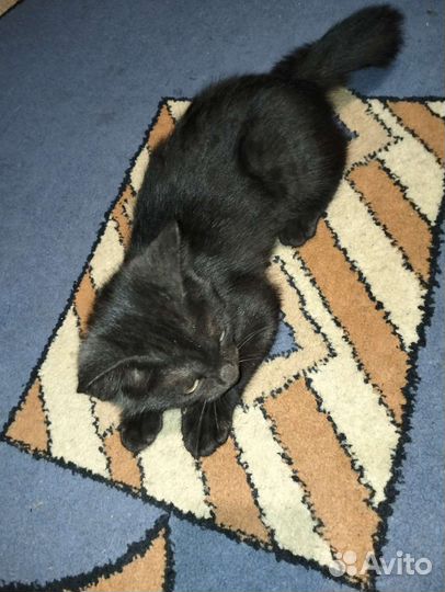 Котята 1,5 месяца отдам в добрые руки