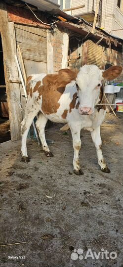 Бычок и тёлка