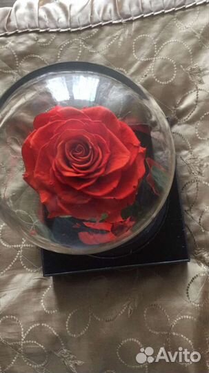 Роза в стекле