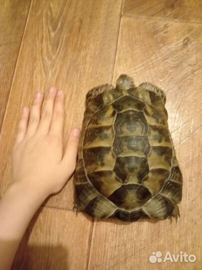 Черепаха сухопутная