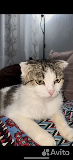 Кошка
