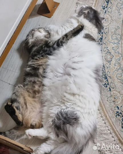 Кошки шотландские мальчик и девочка